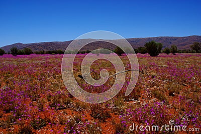 Field of Broad-Leaf Parakeelya flowers in the Australian Desert Stock Photo