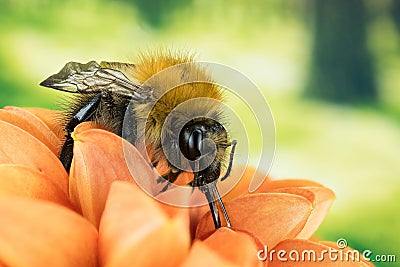 Field Bumblebee, Common Carder Bumblebee, Bumblebee, Dumbledor, Dumbledore Stock Photo