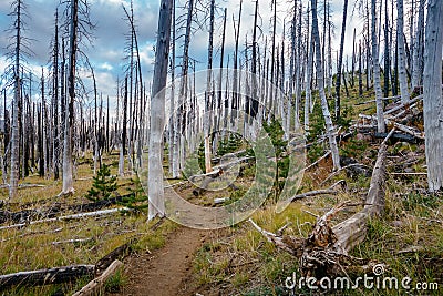 Field of burned dead conifer trees with hollow branches in beautiful old forest after devastating wildfire in Oregon Stock Photo