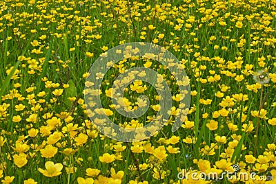 Field of buttercups Stock Photo