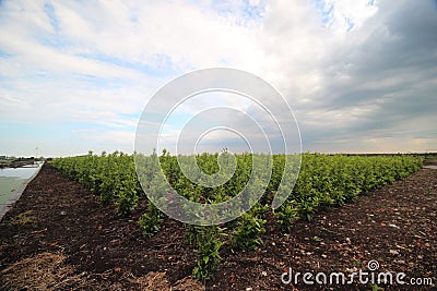 Field of buxus plants on a nursery in Boskoop with dark clouds in wide-angle Stock Photo