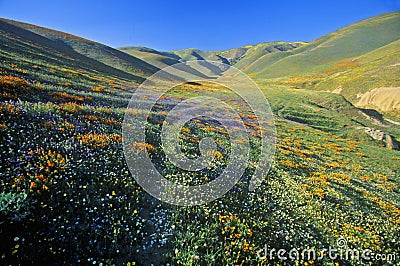 Field of California poppies in bloom with wildflowers, Lancaster, Antelope Valley, CA Stock Photo