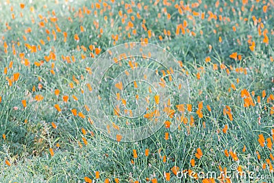 Field of California poppies (Eschscholzia californica) Stock Photo