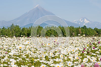 Field with camomile Stock Photo