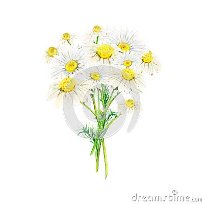 Field camomile bouquet hand-drawn. Watercolor floral illustration of delicate flowers isolated on white background Cartoon Illustration