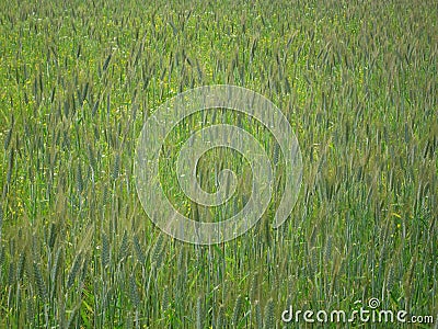 Field campaign consists of grass and green ears of corn Stock Photo