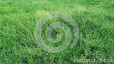 Field of Capsella bursa-pastoris Stock Photo