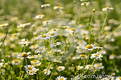 Field chamomiles flowers closeup Stock Photo