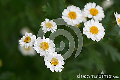 Field chamomiles grow in the meadow Stock Photo