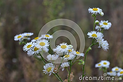 Field chamomiles very beautiful Stock Photo