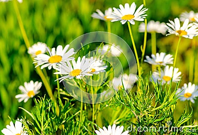 Field chamomiles in the meadow on a sunny bright warm summer day Stock Photo