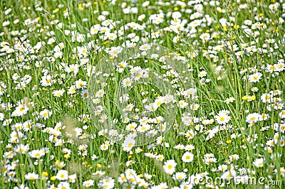 Field chamomiles Stock Photo