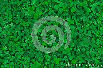 Field of clover. Green background for Saint Patrick`s day Stock Photo