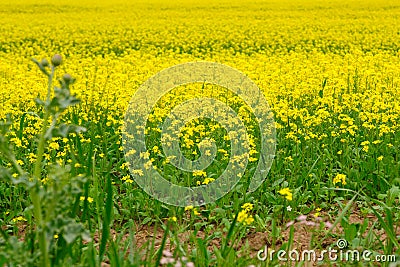 Field of cole flowers Stock Photo