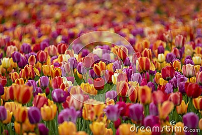 Field of colored tulips Stock Photo