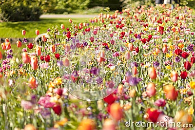 Field with colorful Dutch flowers Stock Photo