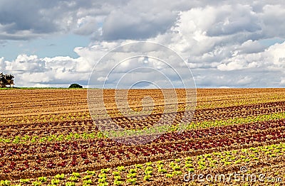 Field with colorful lettuce plants Stock Photo