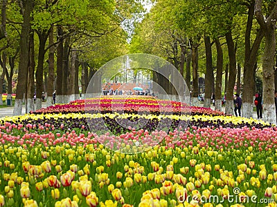 A field of colorful tulips blooming between camphor trees in early spring Editorial Stock Photo
