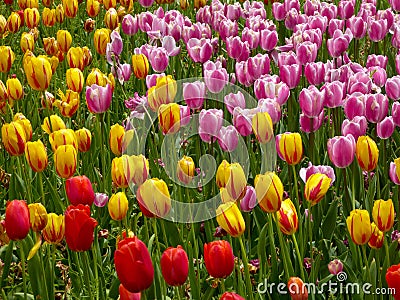 A field of colorful tulips blooming between camphor trees in early spring Stock Photo