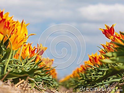 Field with colorful tulips in springtime Stock Photo