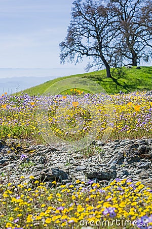 Field of colorful wildflowers in the hills of Henry W. Coe State Park, California Stock Photo