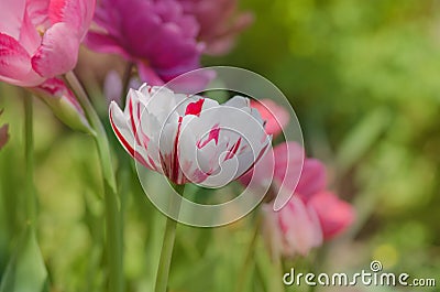 Field of colourful springtulips. Tulipa Triumph mixed Stock Photo