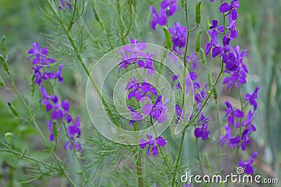 Field consolidation. Consolida regalis. Wild flower is blue. Delicate inflorescences Stock Photo