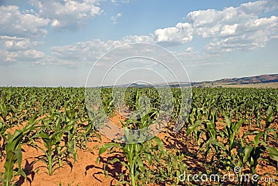 Field of corn crops Stock Photo
