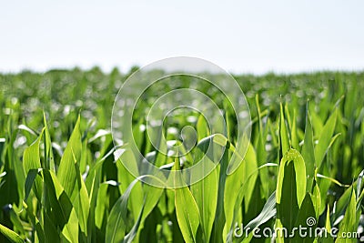 Field of corn in the Italian countryside Stock Photo