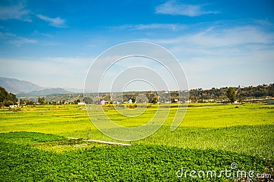 Field of corn, wheat and more shot against a blue sky Stock Photo