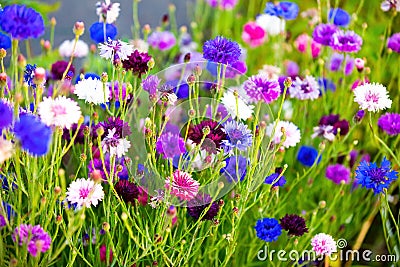 Cornflower field of blue, pink, red, white, purple flowers Stock Photo