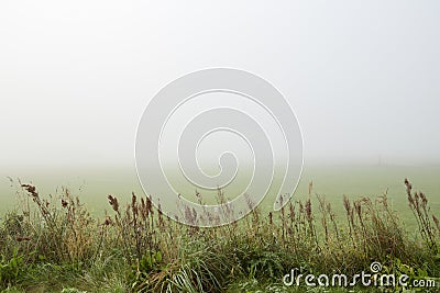 Looking over a misty field with high grass in the foreground Stock Photo