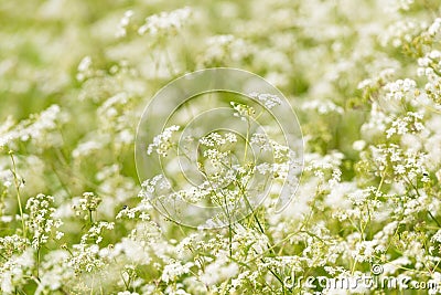 A Field Of Cow Parsley Stock Photo