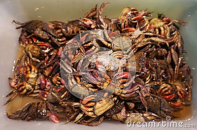 Field crab with ice street food in Thailand. Stock Photo