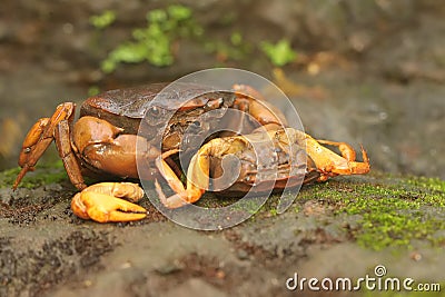 A field crab shows an expression ready to attack. Stock Photo