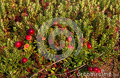 A field with Cranberries Stock Photo