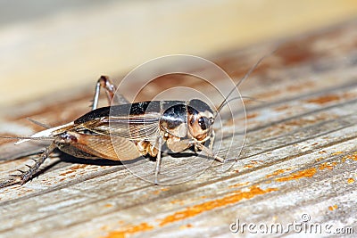 Field cricket Stock Photo