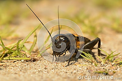 Field cricket - Gryllus campestris Stock Photo