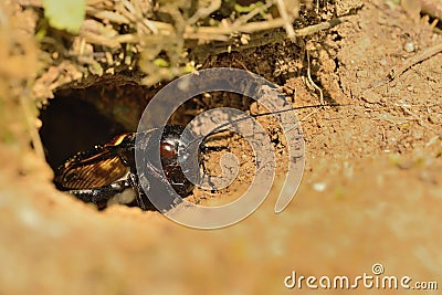 Field cricket - Gryllus campestris Stock Photo