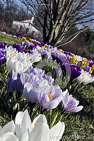 Field of crocuses Stock Photo