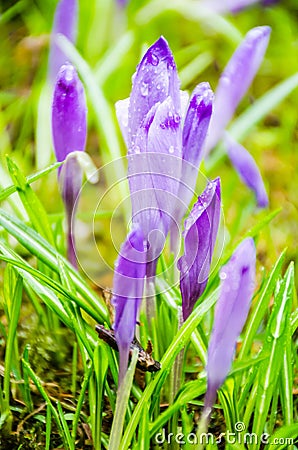 The field with crocuses in the wild nature Stock Photo