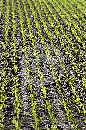 Field crops - the young plants Stock Photo