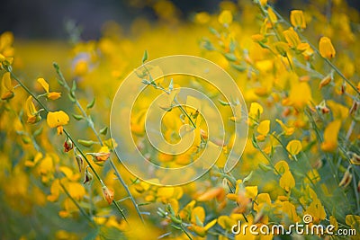 Field of Crotalaria Juncea or sunn hemp Stock Photo