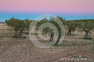 A field of cultivated olive oil trees during sunset in Spain Stock Photo