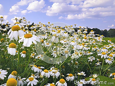 Field of Daisies or Chamomile Stock Photo