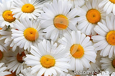 field daisies for decoration and aromatic medicine Stock Photo