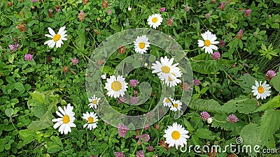 Field daisies among grass and clover Stock Photo