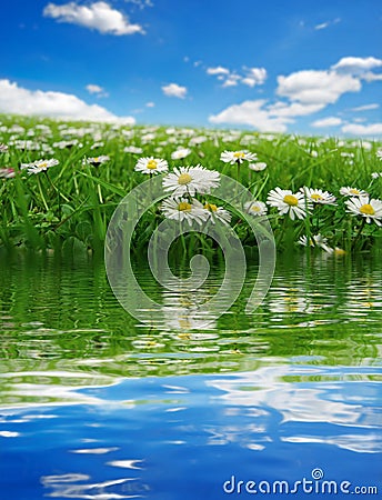 Field with daisies reflecting Stock Photo