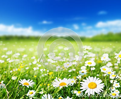 Field of daisy flowers Stock Photo