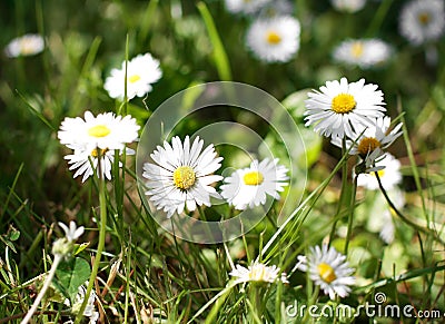 Field of daisy flowers in spring in an unkempt garden Stock Photo